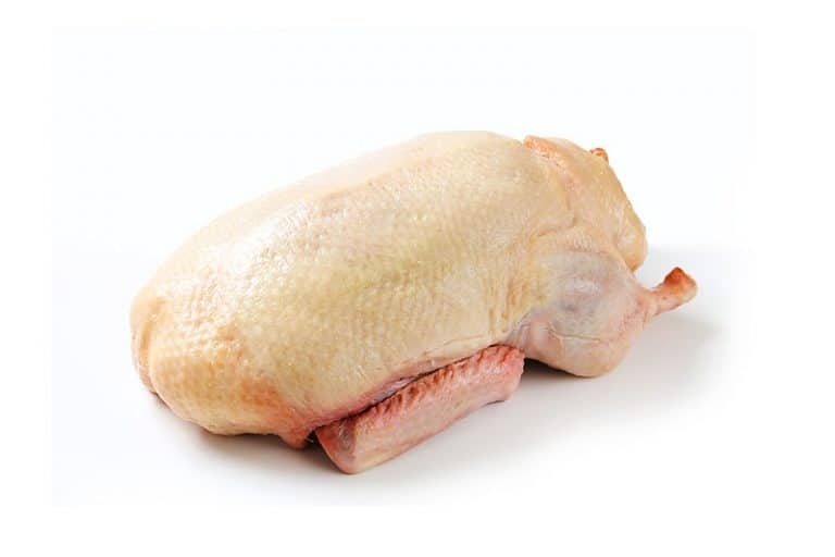 Canard de Barbarie