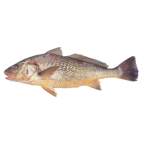 Corvina