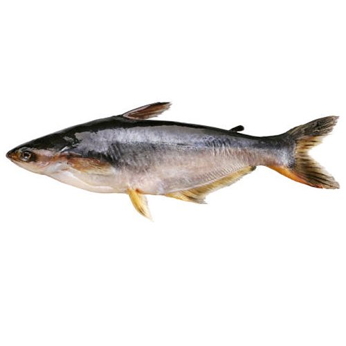 Pangas