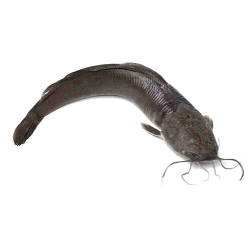 Poisson-chat