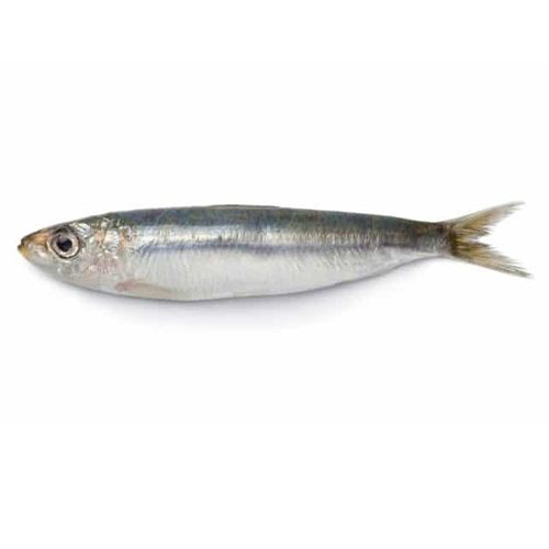 Sardines et sardinelles