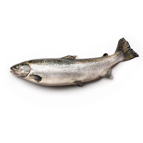 Saumon