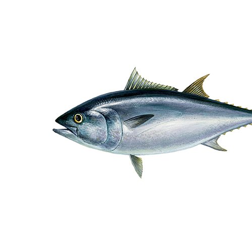 Thon albacore (longe)