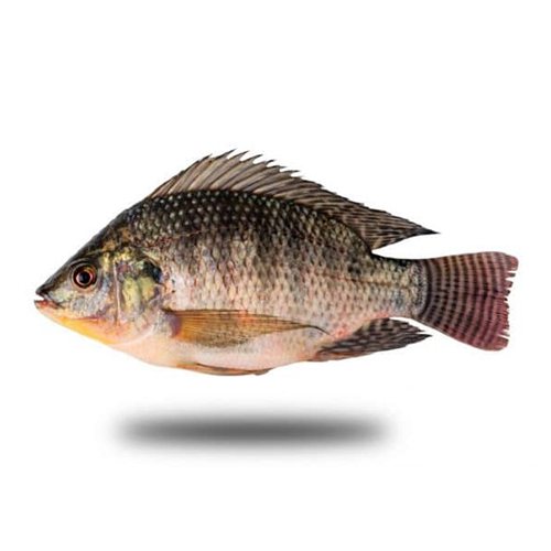 Tilapia