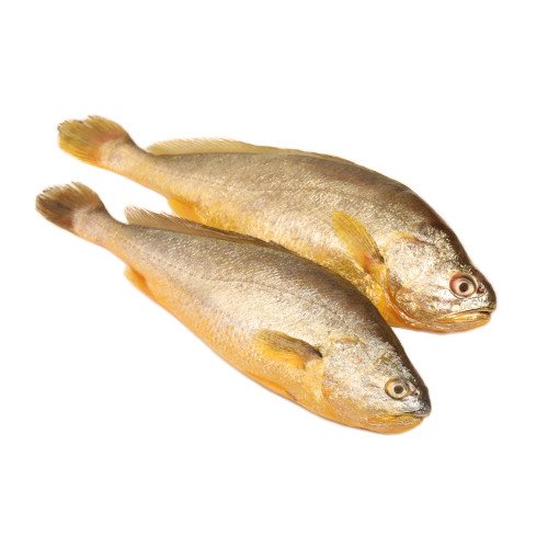 Yellow Croaker