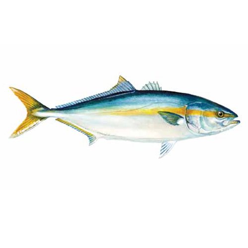 Yellow Tail